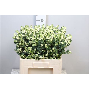Sympho Mag Lemon Lime