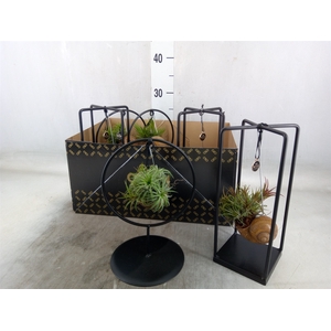 Tillandsia
