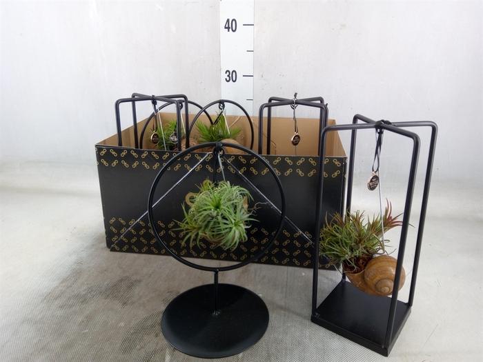 <h4>Tillandsia</h4>