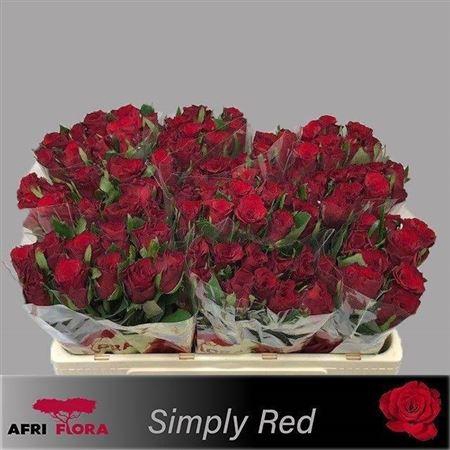 <h4>R Gr Simply Red+</h4>