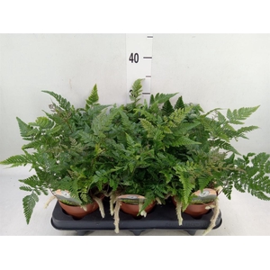 Humata griffithiana var. tyermannii