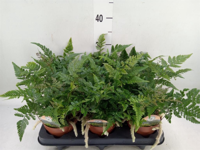 <h4>Humata griffithiana var. tyermannii</h4>