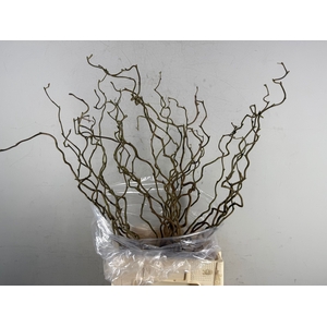 Corylus (1-Jarig)