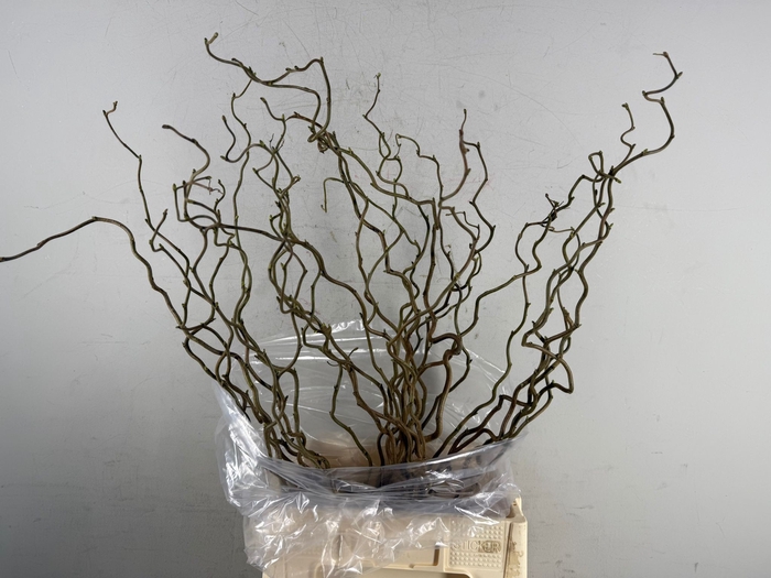 <h4>Corylus (1-Jarig)</h4>