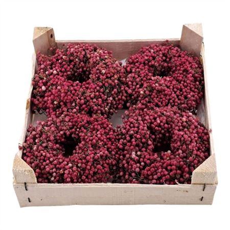 <h4>Krans Schinnus Nat. (pepperberry)</h4>