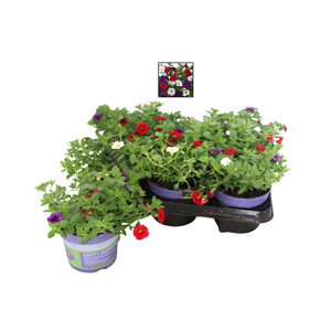 Happy Colours Calibrachoa Cafe Du Paris