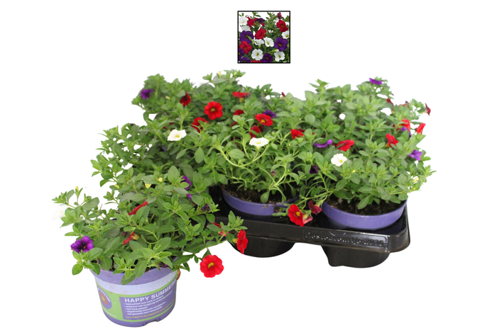 <h4>Happy Colours Calibrachoa Cafe Du Paris</h4>