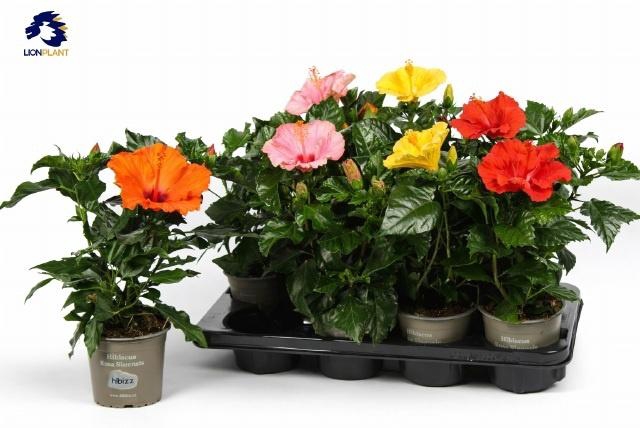 <h4>HIBIS GEM</h4>