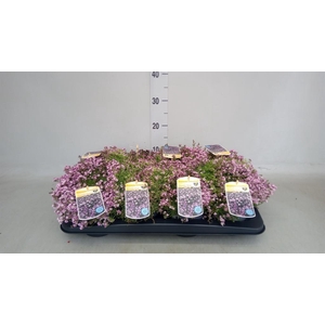 Gypsophila cerastioides