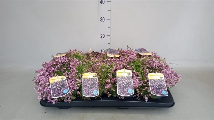 <h4>Gypsophila cerastioides</h4>