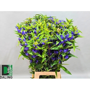 GENTI JUST BLUE