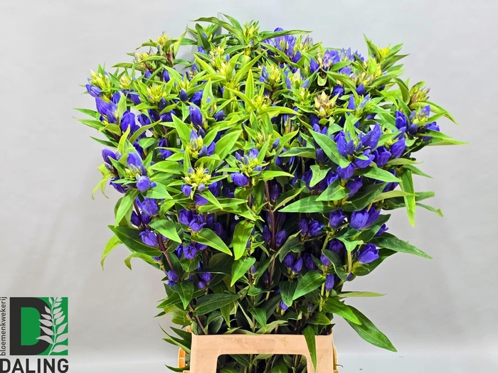 <h4>GENTI JUST BLUE</h4>