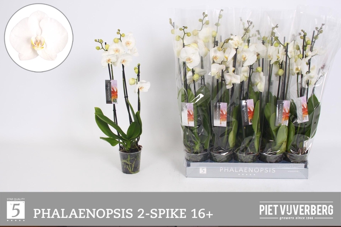 <h4>PHAL OV WIT</h4>