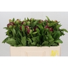 Paeonia Red Charm