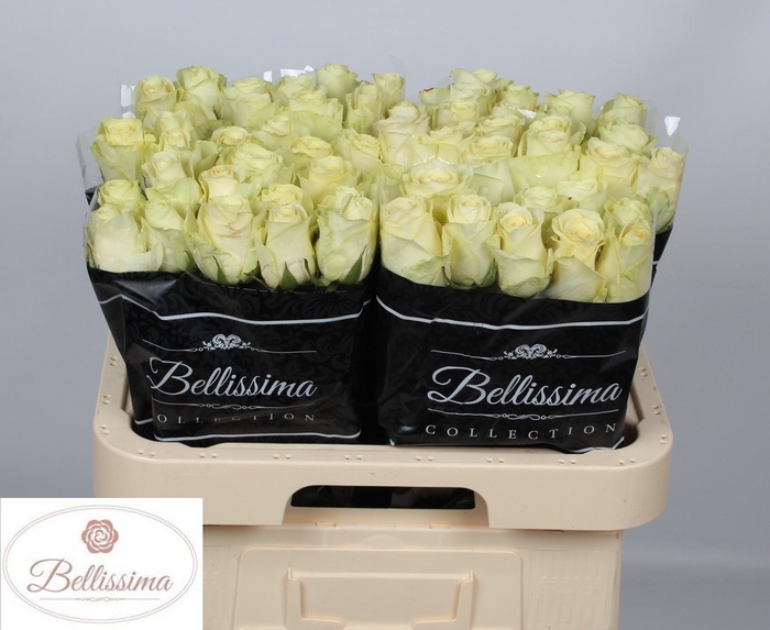 <h4>R GR CREAM UNIQUE</h4>