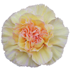 Dianthus St Happy Tea