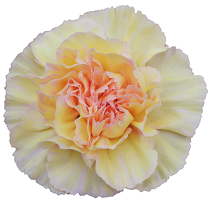 Dianthus St Happy Tea