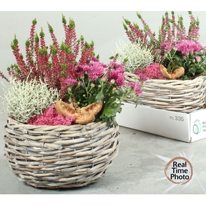 ARR TUINPLANTEN