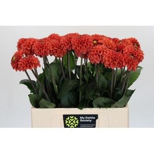 Dahlia Orange Fox