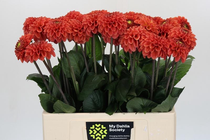 <h4>Dahlia Orange Fox</h4>