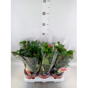 Hibiscus rosa-sin. 'Sunny'  ..mix