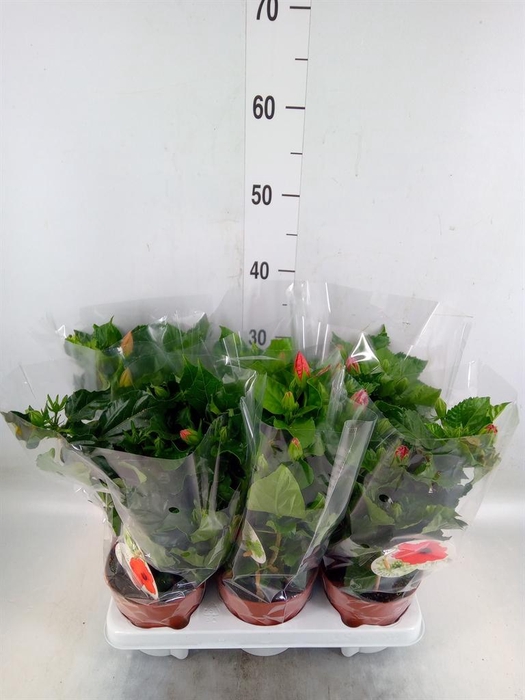 <h4>Hibiscus rosa-sin. 'Sunny'  ..mix</h4>