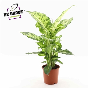 Dieffenbachia 'Mars'