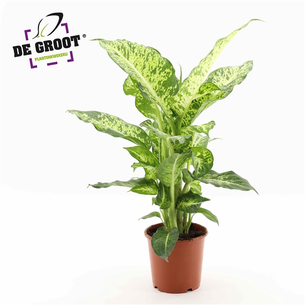 <h4>Dieffenbachia 'Mars'</h4>