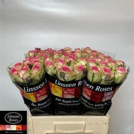 <h4>R Gr Bloosz</h4>