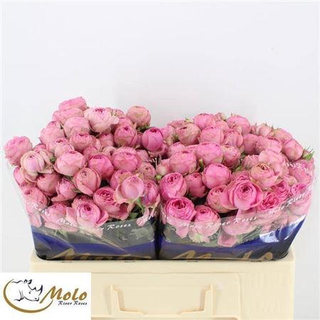 <h4>Rosa tros Giselle!</h4>