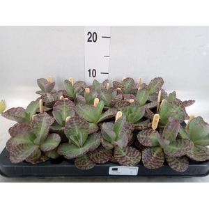 Kalanchoe humilis 'Surpris Desert'