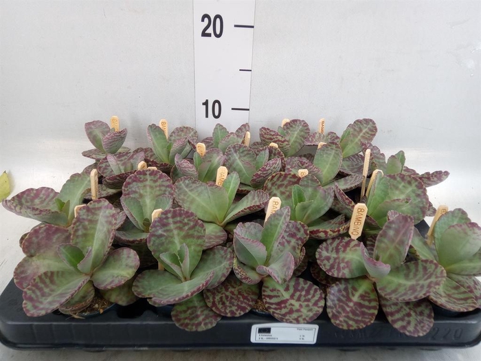 <h4>Kalanchoe humilis 'Surpris Desert'</h4>