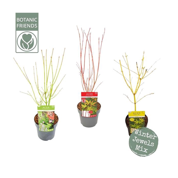 <h4>Acer palm. Winter Jewels Mix</h4>