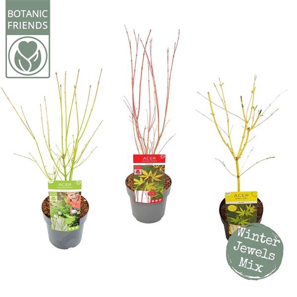 <h4>Acer palm. Winter Jewels Mix</h4>