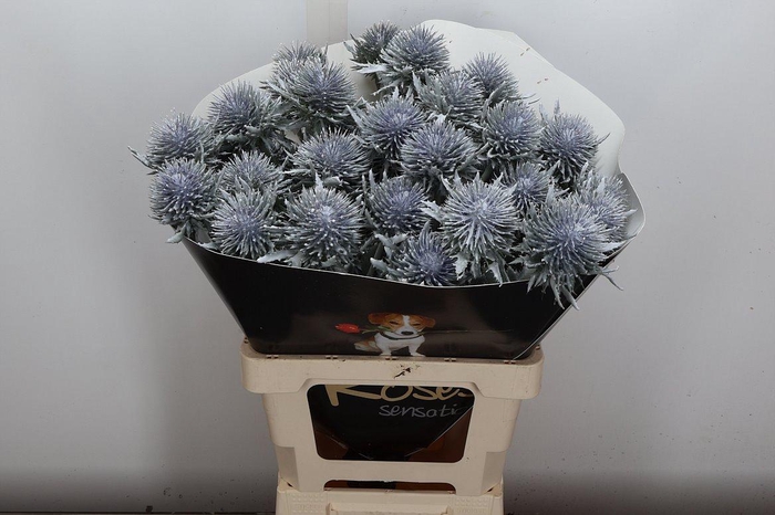 <h4>Eryn Wx Wit</h4>