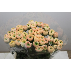 Ran Cloni Ex Touareg Pastel