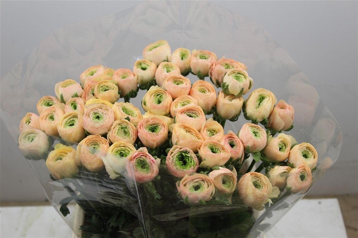 <h4>Ran Cloni Ex Touareg Pastel</h4>