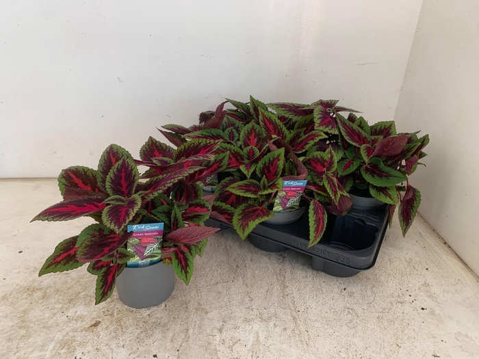 <h4>PLEC C MS RUBY ROAD</h4>