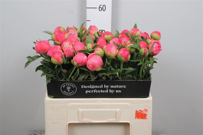 <h4>Paeo Coral Sunset</h4>