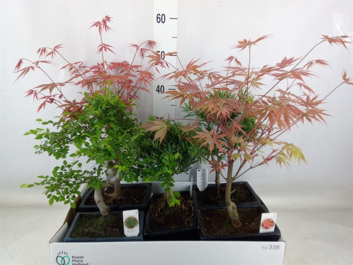 <h4>Bonsai   ...mix</h4>