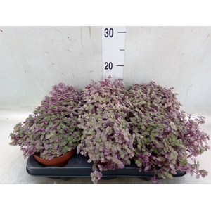 Callisia repens 'Rosato'