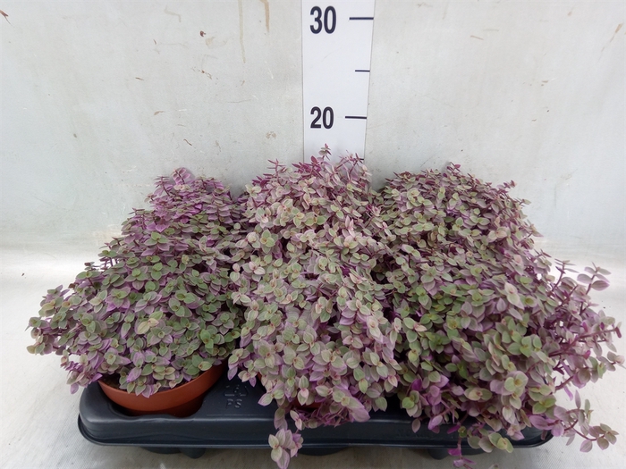 <h4>Callisia repens 'Rosato'</h4>
