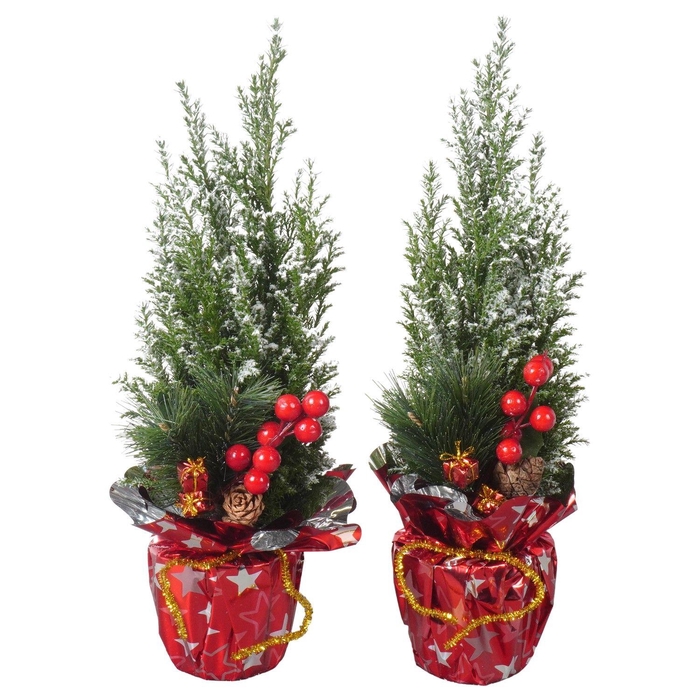 <h4>PTK25112 Ellwoodii met sneeuw in rondella folie met decoratie</h4>