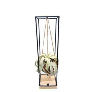 Tillandsia xerographica Kokodama hanger large