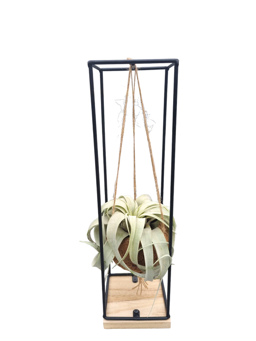 <h4>Tillandsia xerographica Kokodama hanger large</h4>