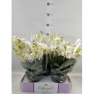 Phalaenopsis multi.   ...white