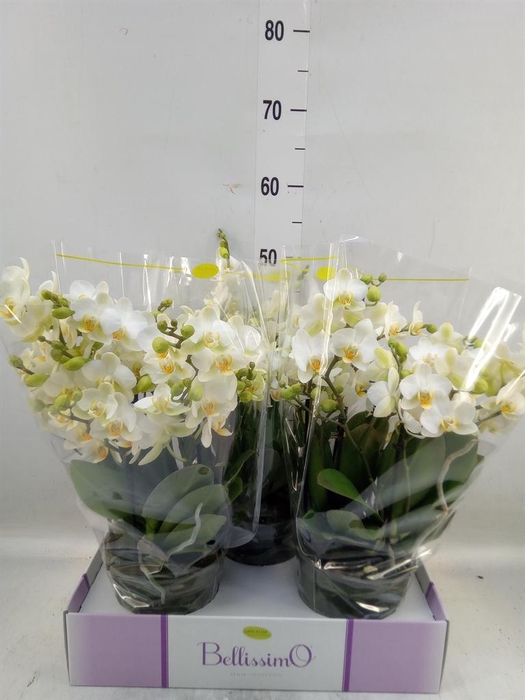 <h4>Phalaenopsis multi.   ...white</h4>
