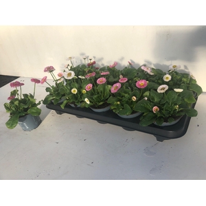 BELLIS P KL RUSH GEM