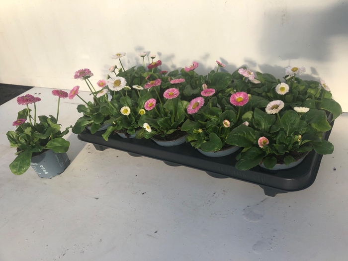 <h4>BELLIS P KL RUSH GEM</h4>