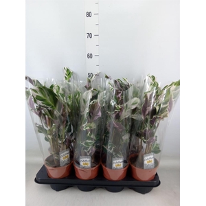 Calathea  'Fusion White'